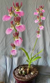 Image result for Eulophia guineensis