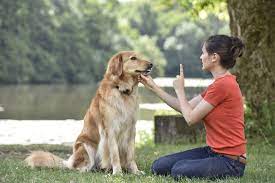 Our five acre facility gets at the root of what dogs love — space to run, things to climb, and endless play. Dog Training Okc Severe Behavior Curbing Oklahoma Ok