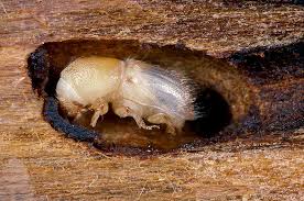 With over 1,000,000 different kinds, insects have the honor of being the most numerous of all life. Insects In The Forest Ecosystem Waldwissen Net