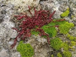 Image result for Crassula lanceolata