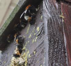 The only way a bumble bee nest poses a threat to a business or homeowner is if someone is allergic to their sting. How To Encourage Bumblebees To Nest In Your Garden Scottish Wildlife Trust