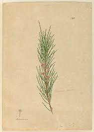 Image result for Casuarina verticillata