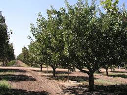 Mar 18, 2017 · the pistachio tree (pistacia vera) originated in central asia. Pistachio Tree Pictures Images Photos Facts On Pistachio Trees