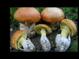 Si deve sempre ricordare che se non c'è fiducia in se stesso e mediante ispezione visiva del fungo ancora qualche. Classifica Top 15 Funghi Commestibili Youtube