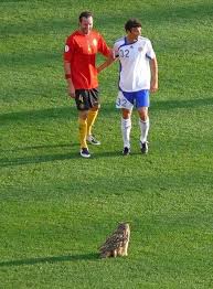 Northern eagle owl stops finland belgium soccer game. Escape To Suomi On Twitter On This Day In 2007 Bubi The Eagle Owl Flew Into The Olympiastadion During The Win Against Belgium And The Huuhkajat Were Born Https T Co Bisi4jsaif