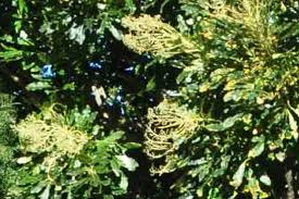 Image result for Neocussonia umbellifera