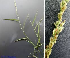 Image result for Eragrostis phyllacantha