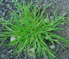 Image result for Poa