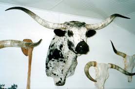 Maybe you would like to learn more about one of these? Decor Longhorns Head To Tail Store