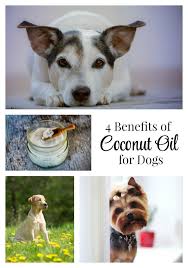 If You Ve Ever Wondered About The All Natural Benefits Of Coconut Oil For Dogs Check Out This Article With Lots Of Gre Coconut Oil For Dogs Oils For Dogs Dogs