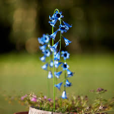 Our gorgeous rusty flowers are a fabulously rustic addition to any garden. Handmade Metal Bluebell Garden Decorations Museum Selection