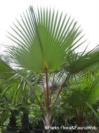 Image result for Latania loddigesii