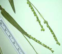 Image result for Urochloa eminii