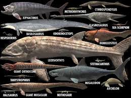Megalodon Size Chart Forget Me Not Smile Walking With