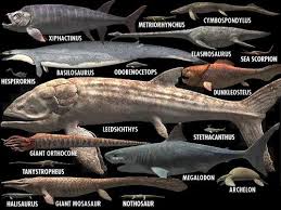 megalodon size chart forget me not smile walking with