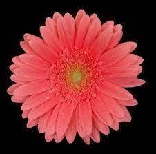 Gerbera Terragina Dark Peach Clear Eye Http Flowersnhoney Com Gerbera Terragina Dark Peach Clear Eye Flowers Silk Flower Arrangements Wholesale Flowers