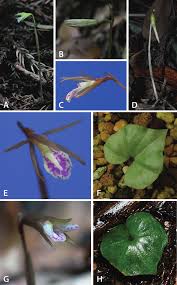 Image result for Nervilia adolphi