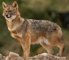 Goldschakal m (genitive goldschakals or goldschakales, plural goldschakale). Golden Jackal Biology Golden Jackal Project Austria