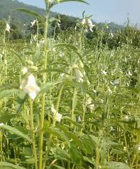 Image result for Sesamum angolense