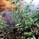 Image result for Struchium sparganophorum