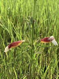 Image result for Ceratotheca sesamoides