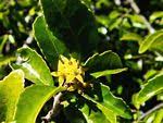 Image result for Hippocratea pallens