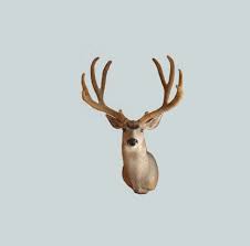 Mule deer buck in velvet garden of the gods pinterest from pinterest.com. Mule Deer Saskatchewan Wildlife Federation