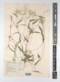 Image result for Urochloa reptans