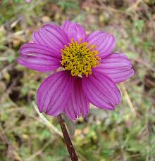 Image result for Bidens oligoflora