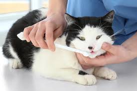 Yet, any veterinary dentist will tell you that brushing regularly. How To Brush Your Cat S Teeth Petbarn Articles