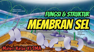 Fungsi Struktur Membran Sel Belajar Dari Rumah Dunia Biologi Youtube