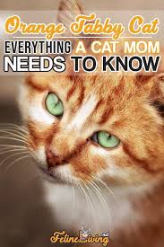 Check spelling or type a new query. Orange Tabby Cats Facts Personality And Genetics