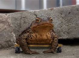 They look so real, great photoshop. Funny Photoshopped Animals Barnorama