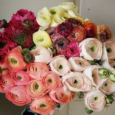 Import flowers nashville | site by deanna burks. Import Flowers Home Facebook
