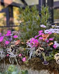 Image result for Jamesbrittenia