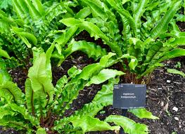 Image result for Aspleniaceae