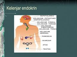 Kelenjar pituitaria (kelenjar hipofisis) disebut juga master of gland atau kelenjar pengendali karena menghasilkan hipofisis terdapat dibagian ektodermal, dari dua sumber yang berbeda. Patofisiologi Sistem Endokrin Ppt Download