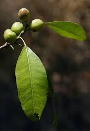 Image result for Uapaca