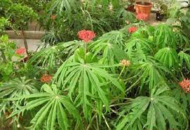 Daun kirinyuh, penyembuh luka, salep kirinyuh (euphatorium odoratum l.) mengandung senyawa flavonoid, saponin dan tanin yang memiliki kemampuan sebagai penyembuhan luka. Tanaman Penyembuh Luka Jarak Cina