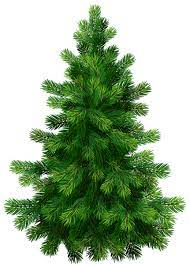Transparent Pine Tree Png Clipart Picture Tree Clipart Tree Illustration Tree Drawing