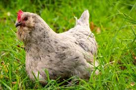 This is only my second year raising chickens, and so far, i love it. Ameraucana Chicken Breed Information And Owner S Guide Chickens And More