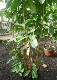 Image result for Cola clavata