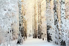 Post the definition of birken to facebook share the definition of birken on twitter. Birke Im Winter Aussehen Pflegetipps Und Mehr