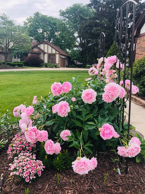 Peonies in full bloom