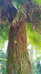 Image result for Stenochlaena