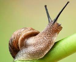 Snails Kill Thousands Snail Snail Image Invertebrates