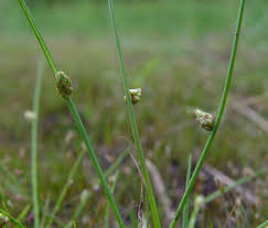 Image result for Schoenoplectiella roylei