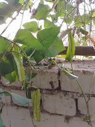 Image result for Psophocarpus lancifolius