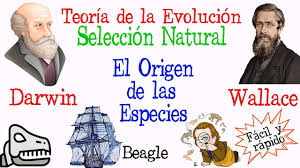 🐚Teoría de la Evolución Darwin y Wallace🔍 [Fácil y Rápido ...