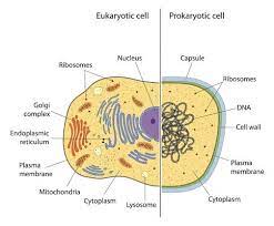Animal cells are eukaryotic because. Prokaryotic Cell Definition Examples Structure Biology Dictionary